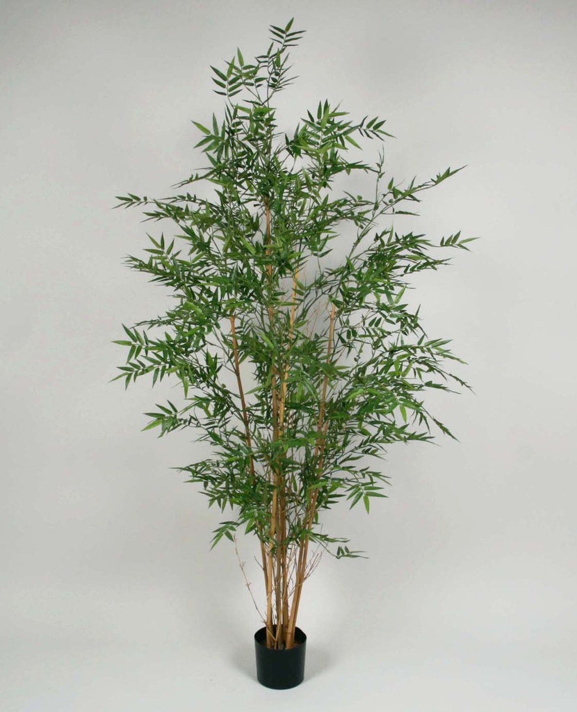 Bamboo Oriental 