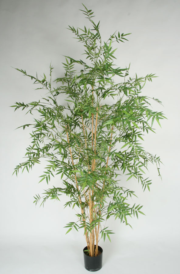 Bamboo Oriental 