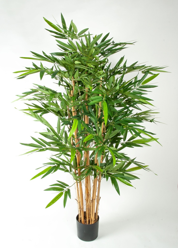 Bamboo