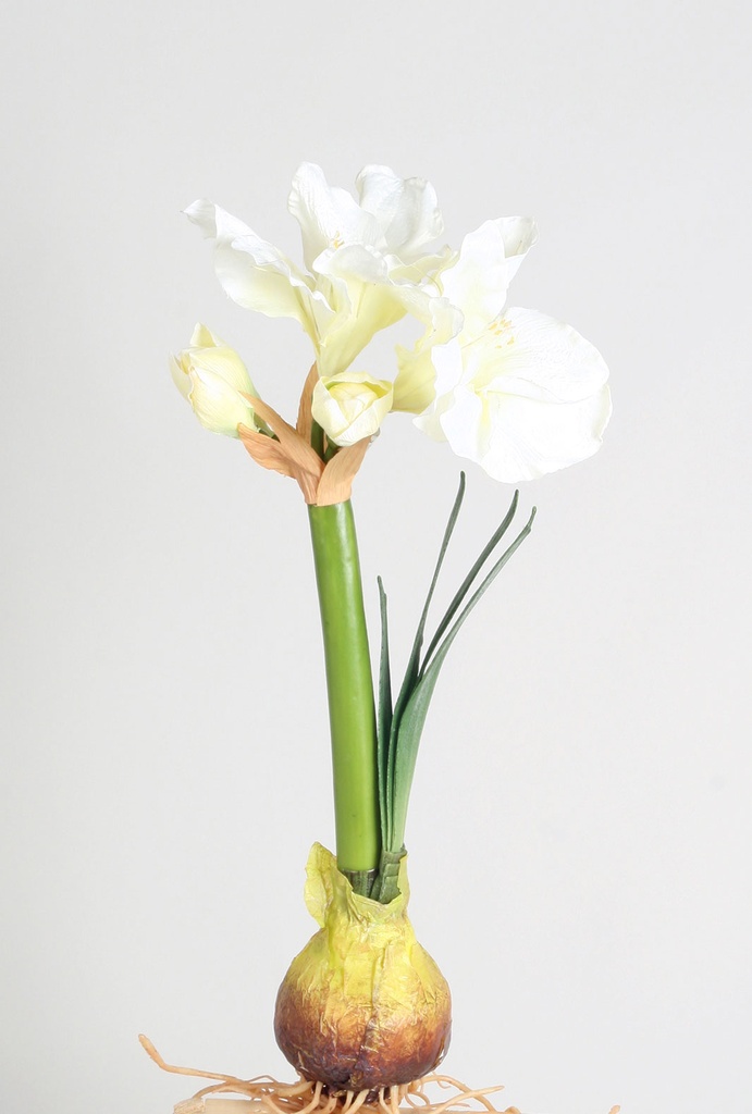 amaryllis