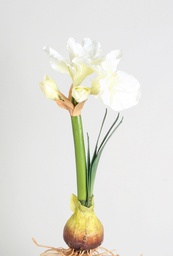 [6984] amaryllis (Alternative 2)