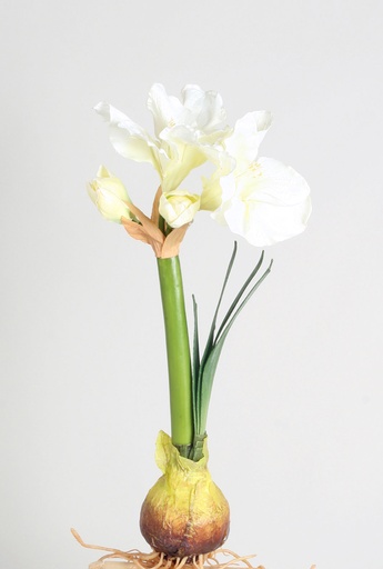 amaryllis