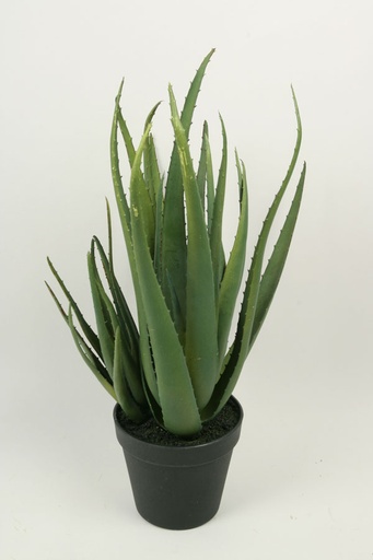 aloe in pot 