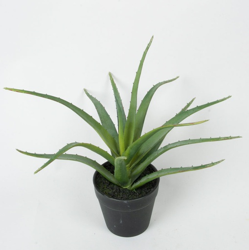 aloe in pot 