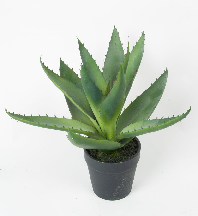 aloe in pot 