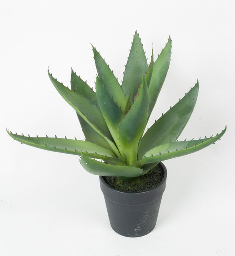 aloe in pot 