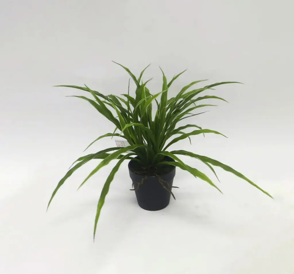 spider plant in pot 