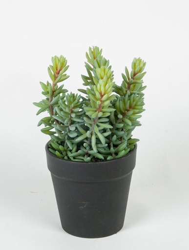 [2371] succulent in pot 