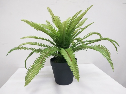 [2374] boston fern 