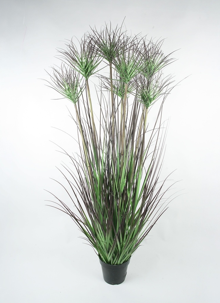 papyrus in pot 