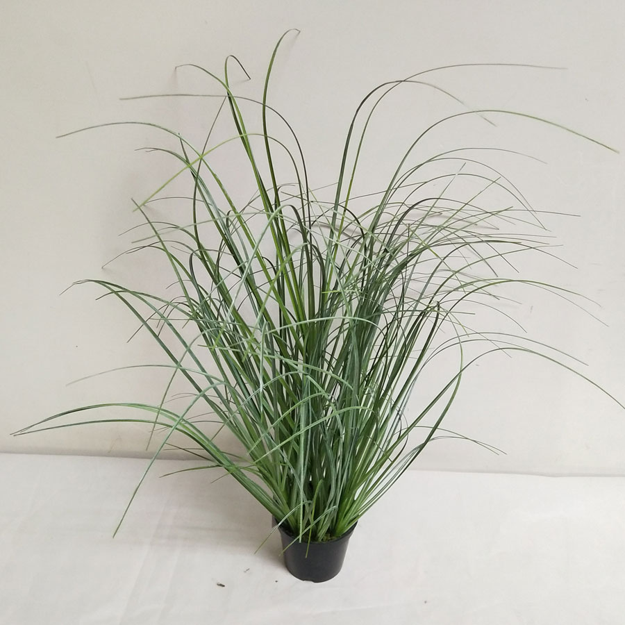 grass in pot 