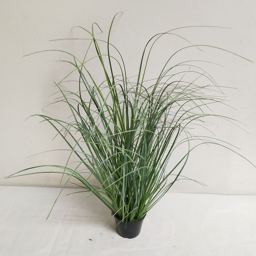 grass in pot 