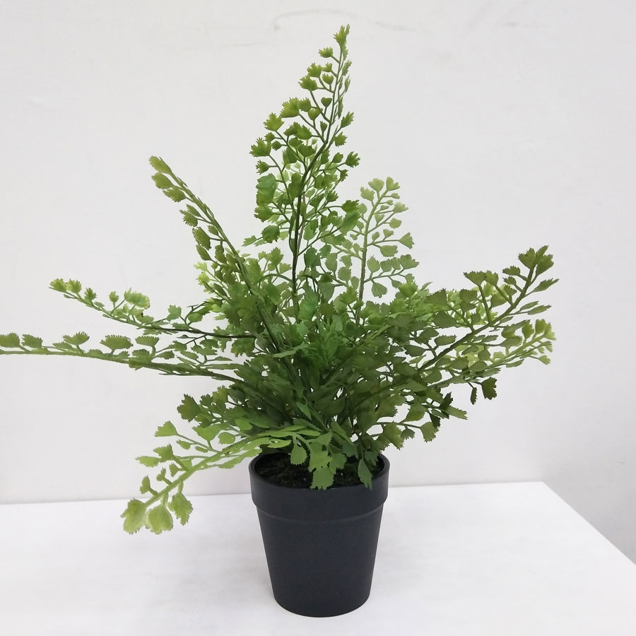 maiden hair in pot 