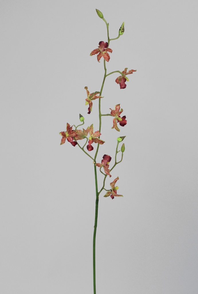 Orchid