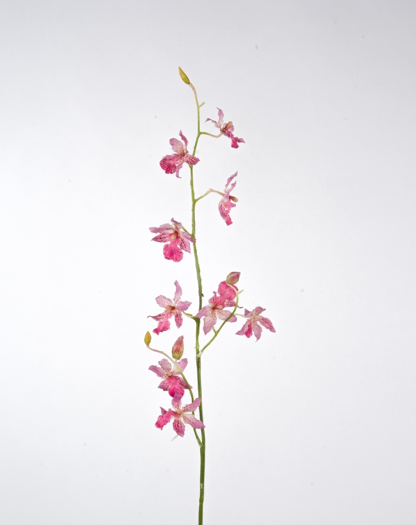 Orchid