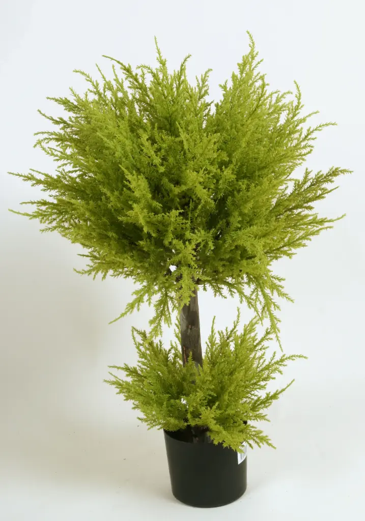 Cupressus