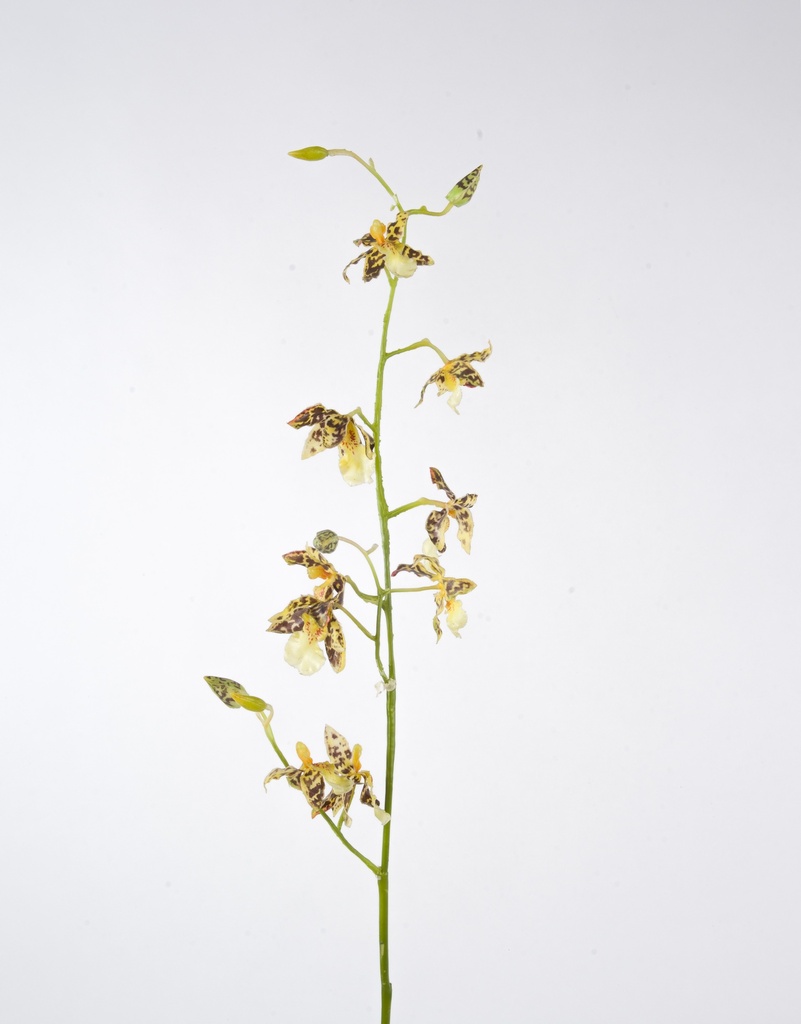Orchid