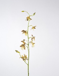 [6830] Orchid (Alternative 3)