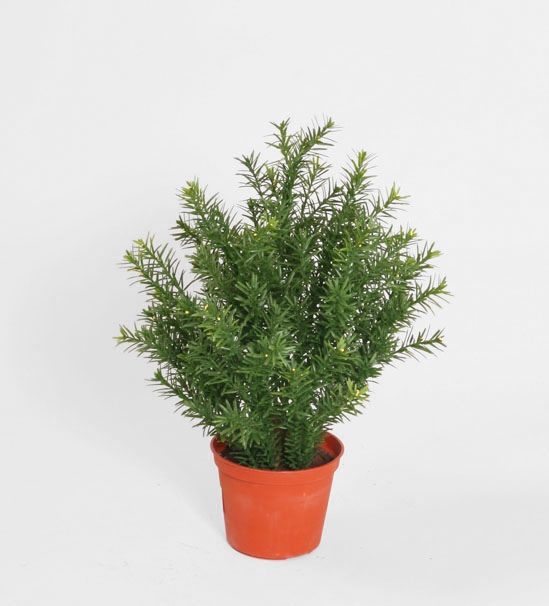 taxus 