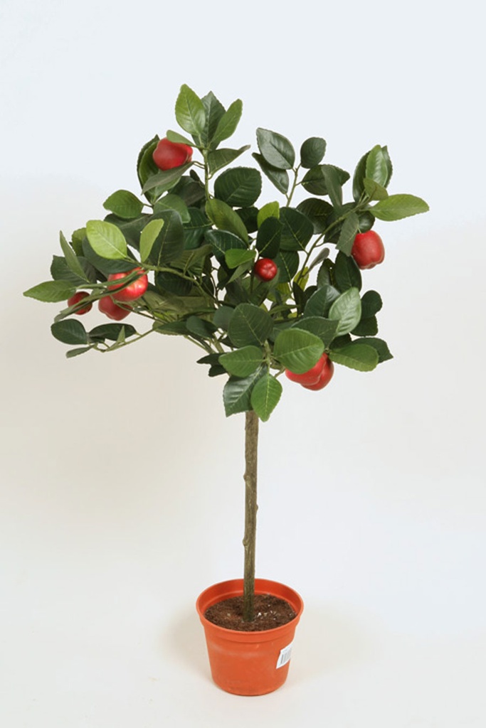 apple tree 