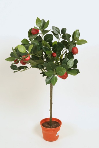 [5756] apple tree 