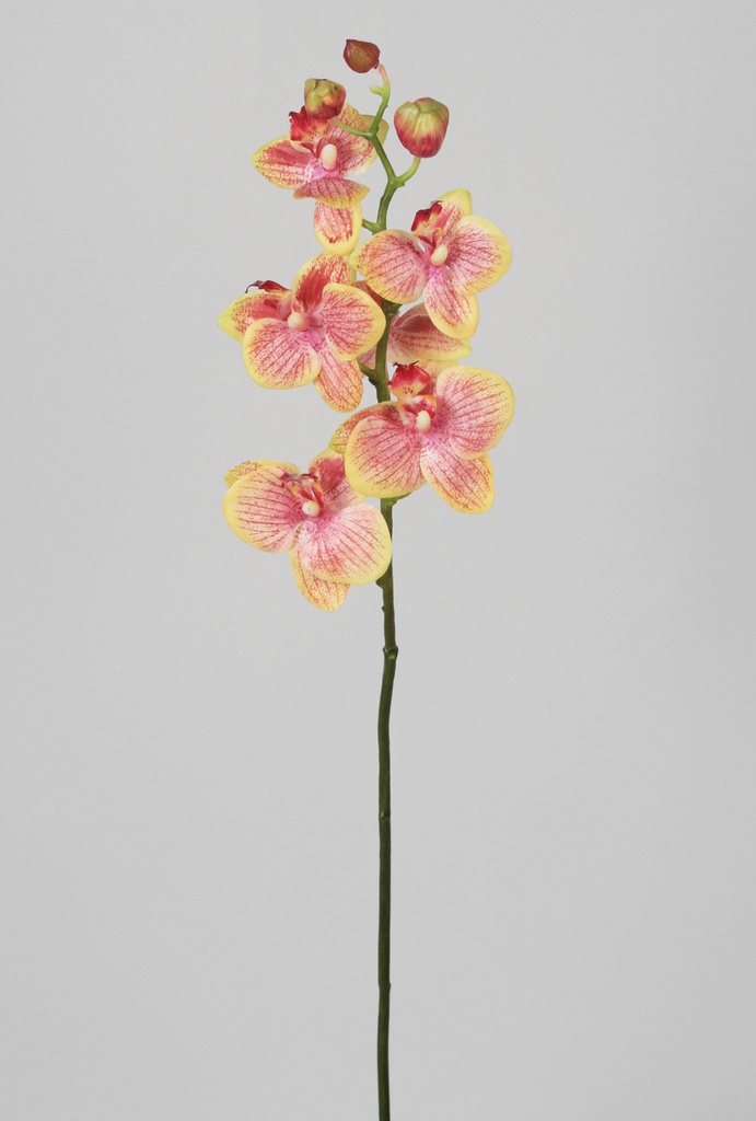 Orchid