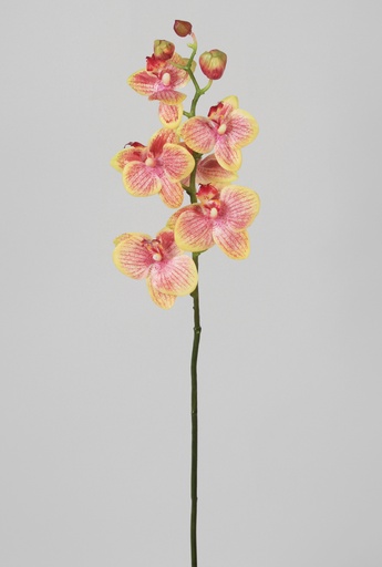 Orchid