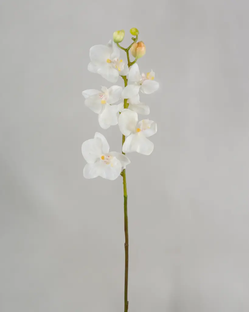 Orchid
