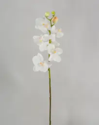 [6866] Orchid (Alternative 2)