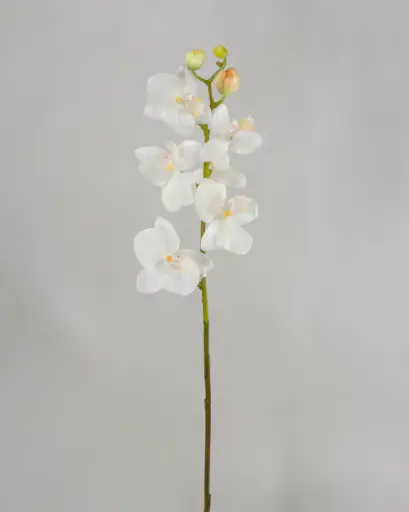 Orchid