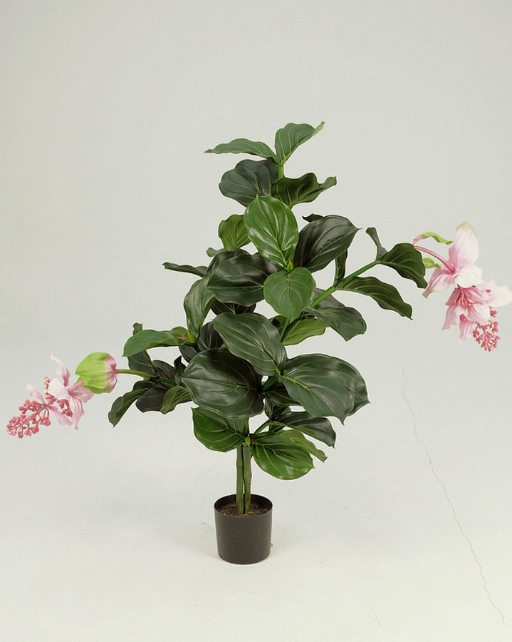 medinilla magnifica 