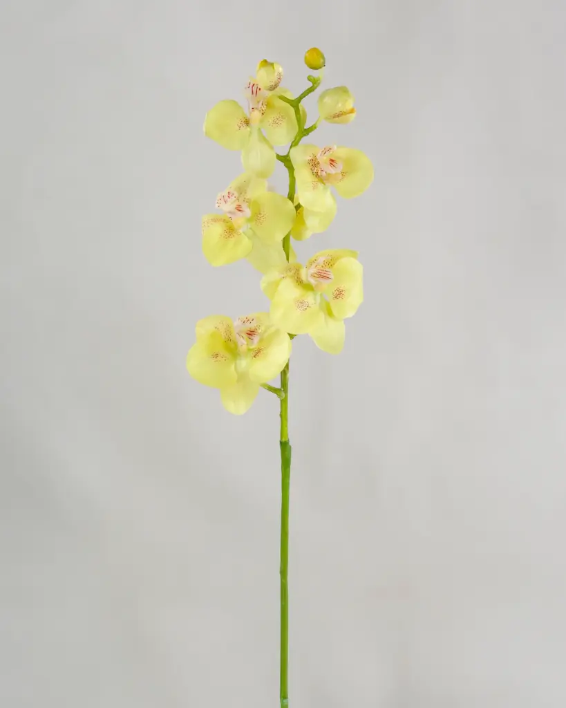 Orchid