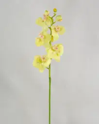 [6867] Orchid (Alternative 3)