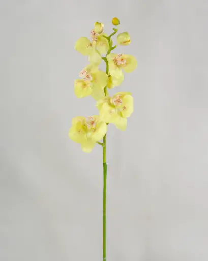 Orchid