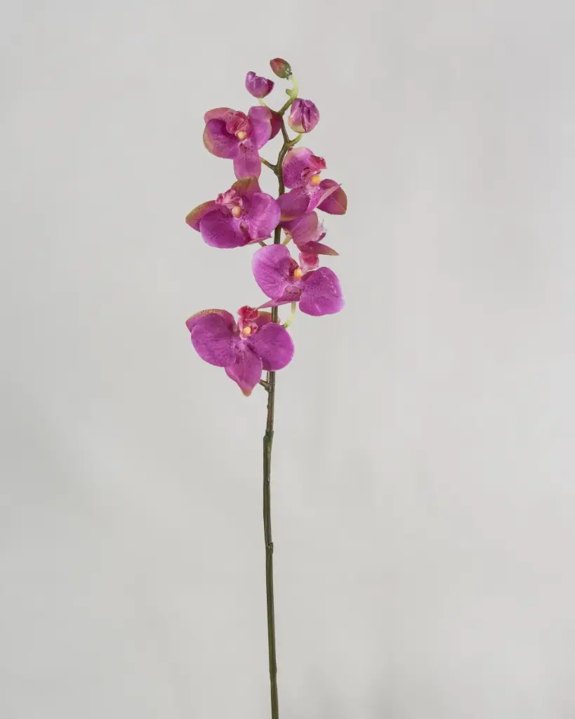 Orchid