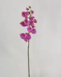 [6868] Orchid (Alternative 4)