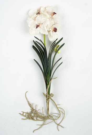 Orchid