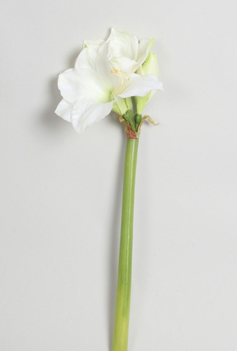amaryllis
