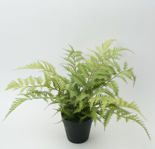 fern 