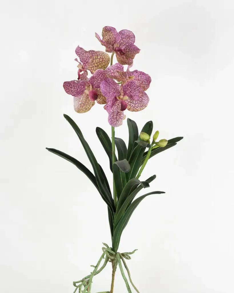 Orchid