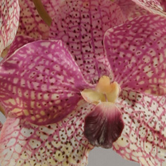 [9138-3] Orchid (Alternative 3)