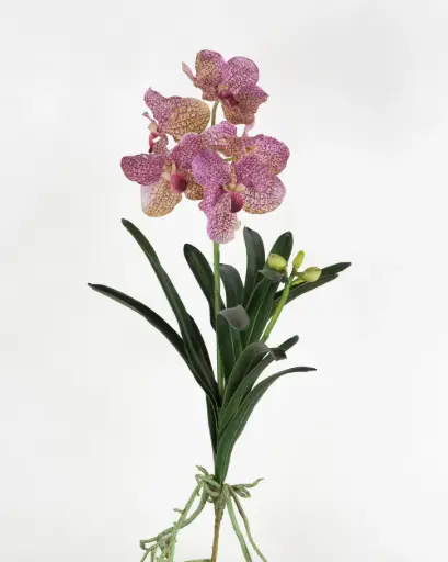Orchid