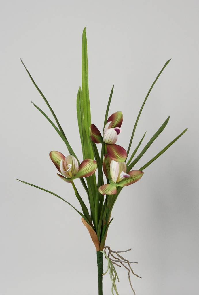 Orchid
