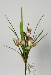 [6186-1] Orchid (Alternative 1)