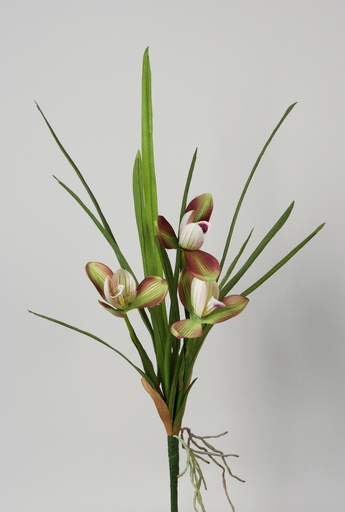 Orchid