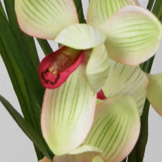 Orchid