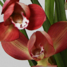 Orchid
