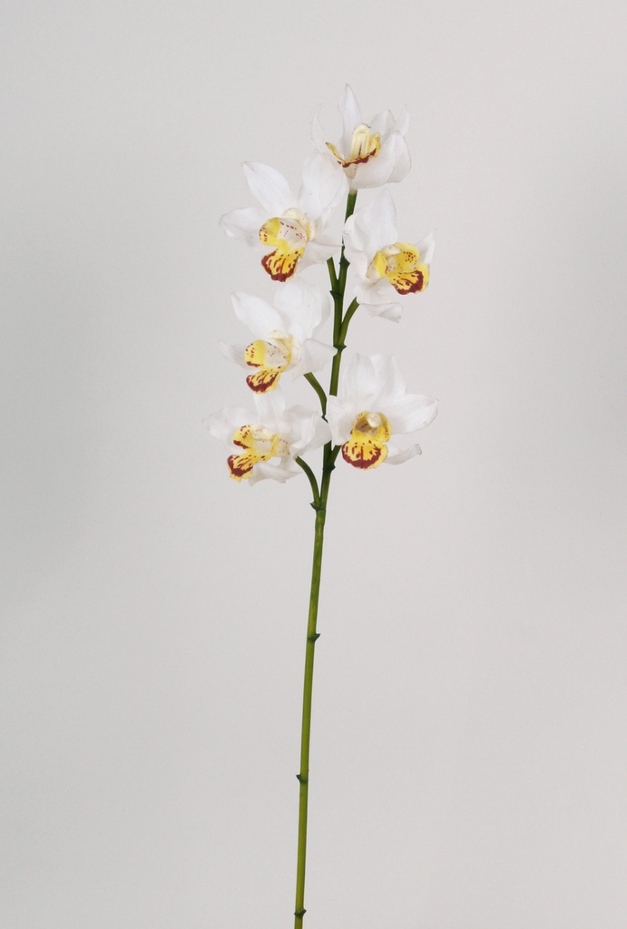 Orchid