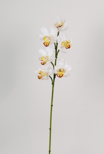 Orchid