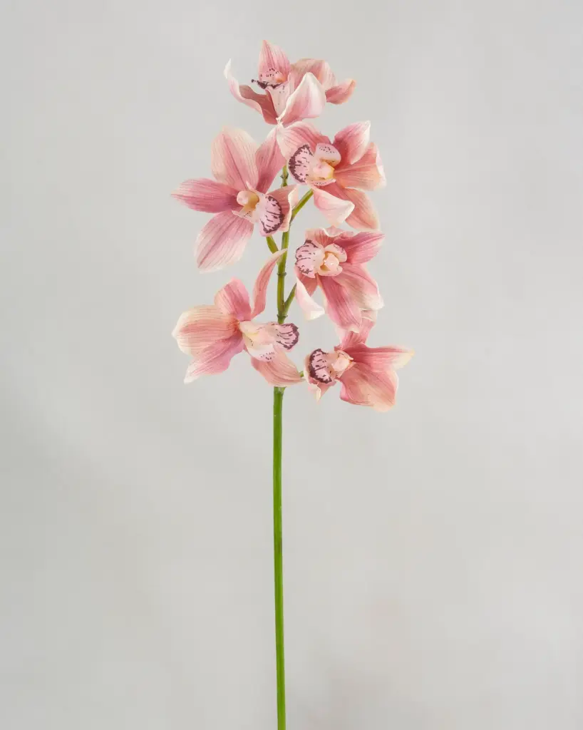 Orchid